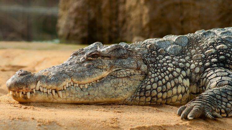 crocodiles reptiles rest sand animals HD Wallpaper Desktop Background