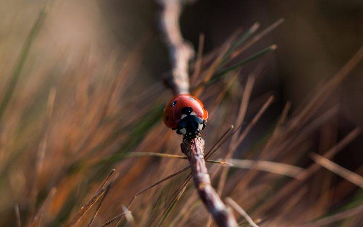 insect ladybugs macro blurred grass HD Wallpaper Desktop Background