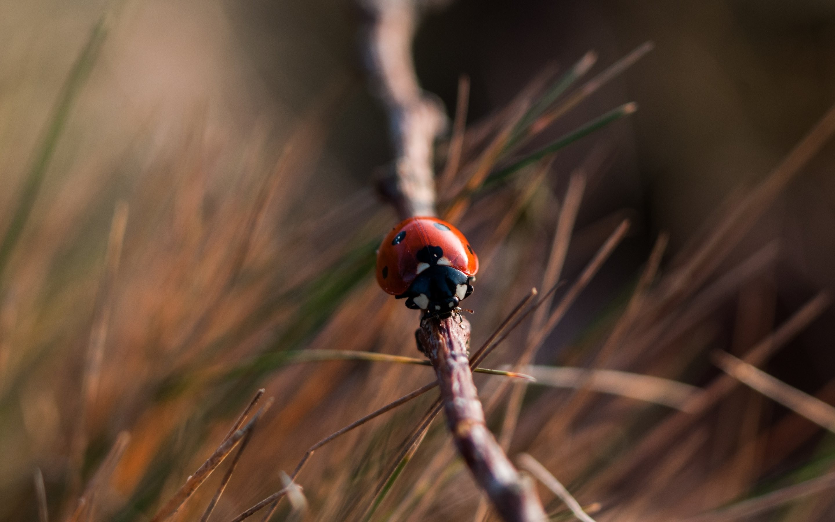 insect ladybugs macro blurred grass Wallpaper