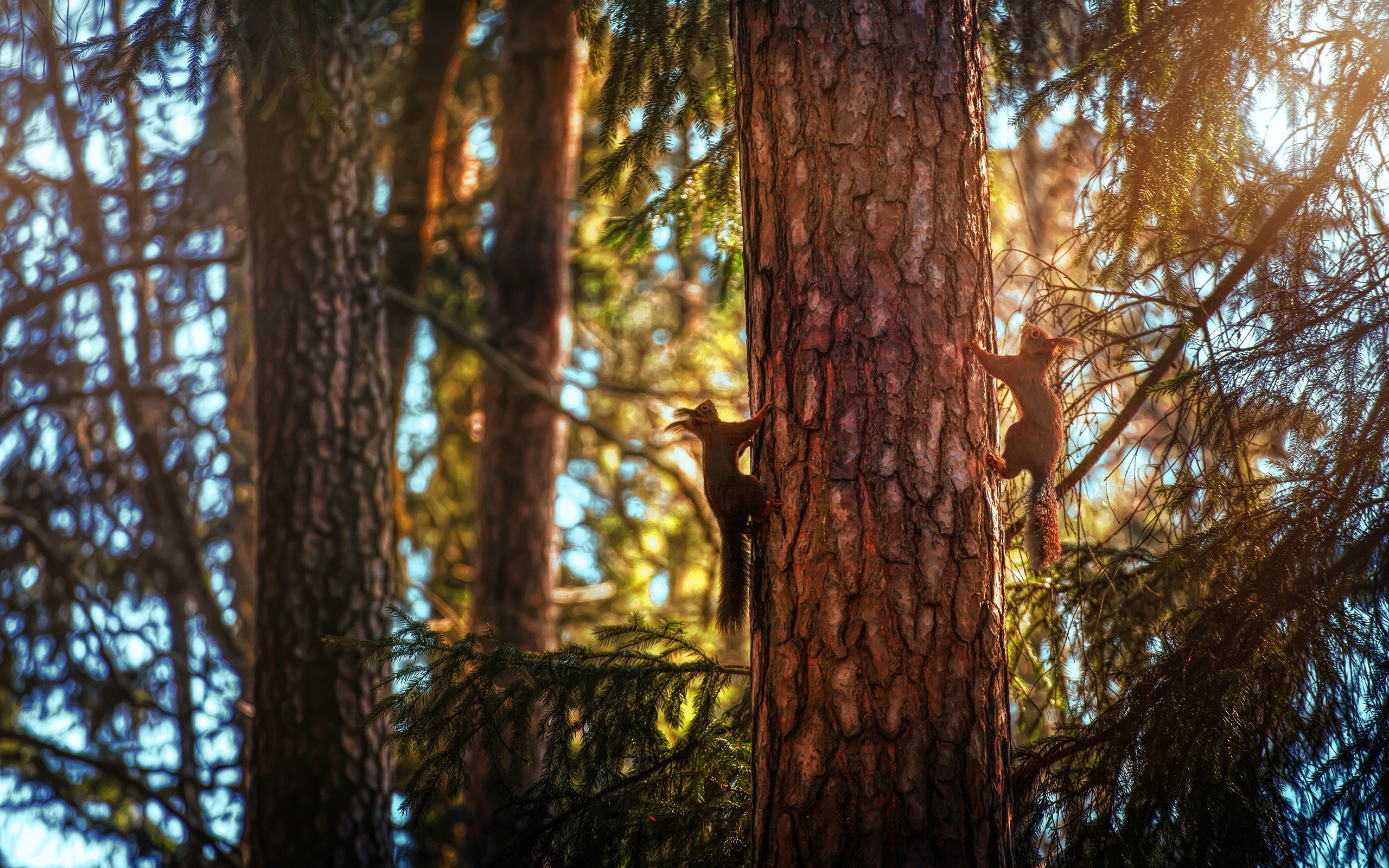 animals mammals forest squirrel Wallpaper