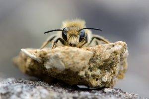 animals bees macro