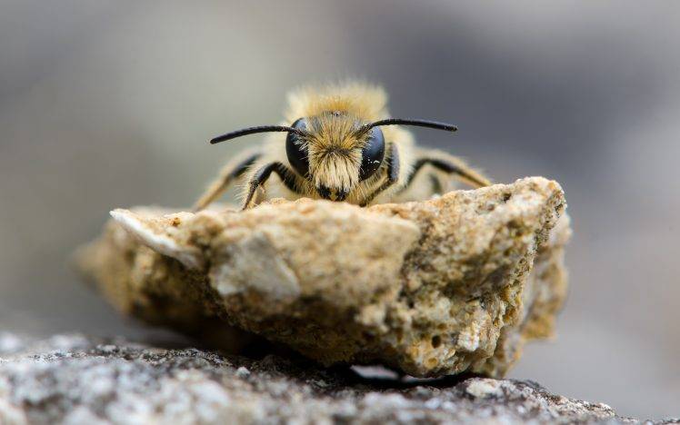 animals bees macro HD Wallpaper Desktop Background