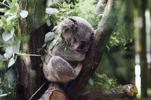 animals koalas
