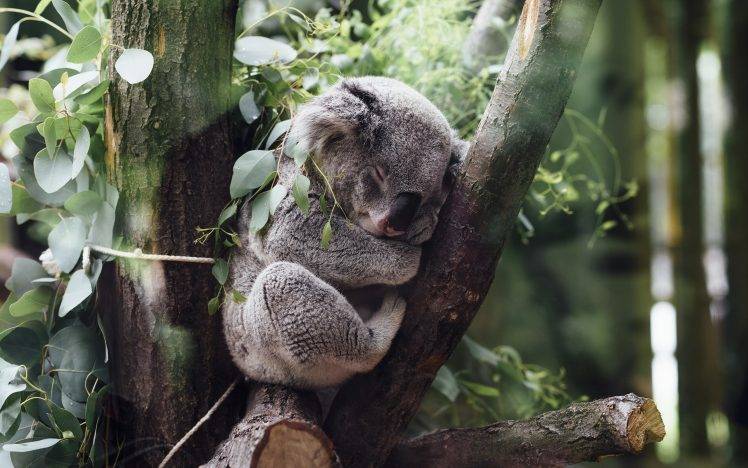 animals koalas HD Wallpaper Desktop Background