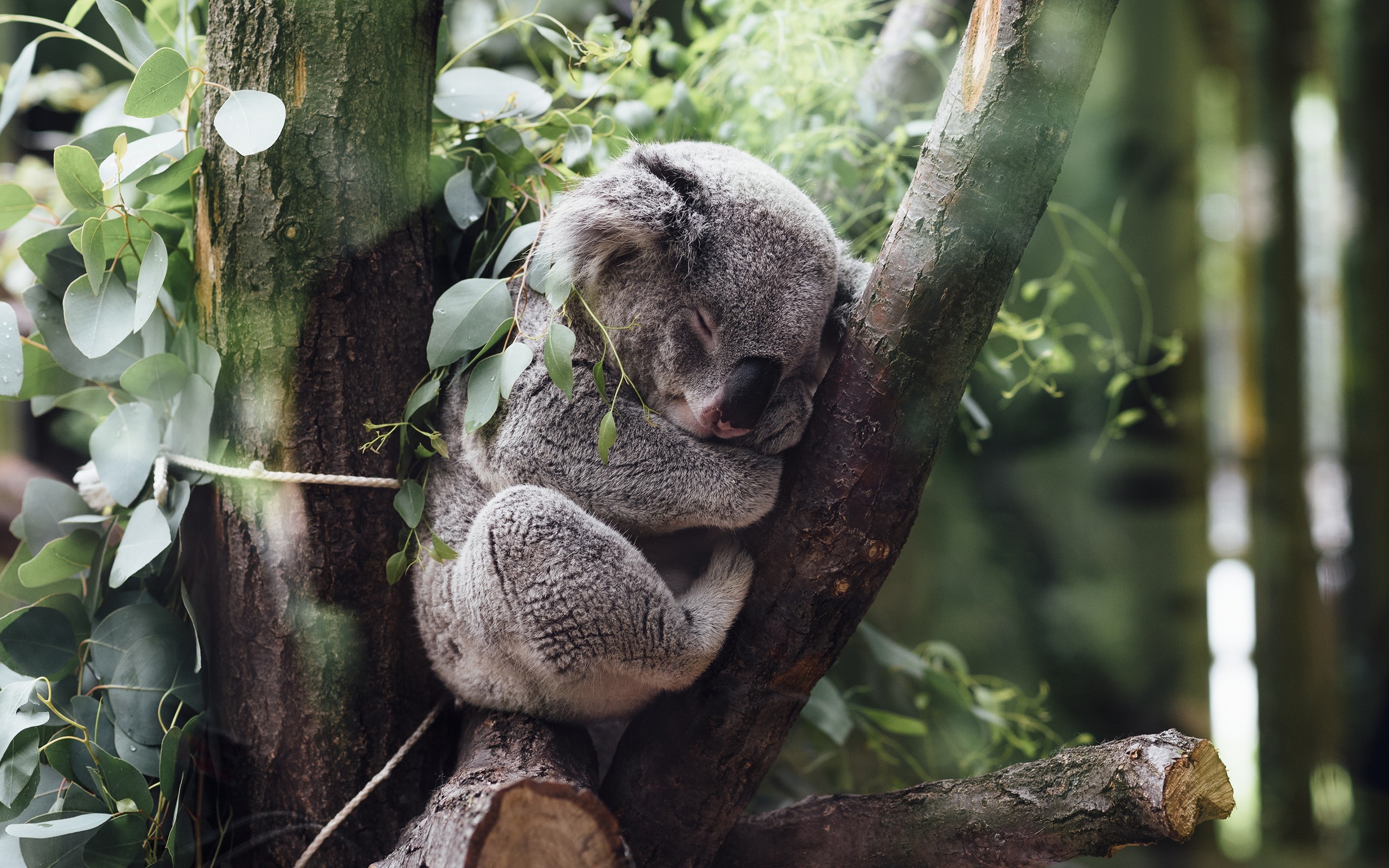 animals koalas Wallpaper