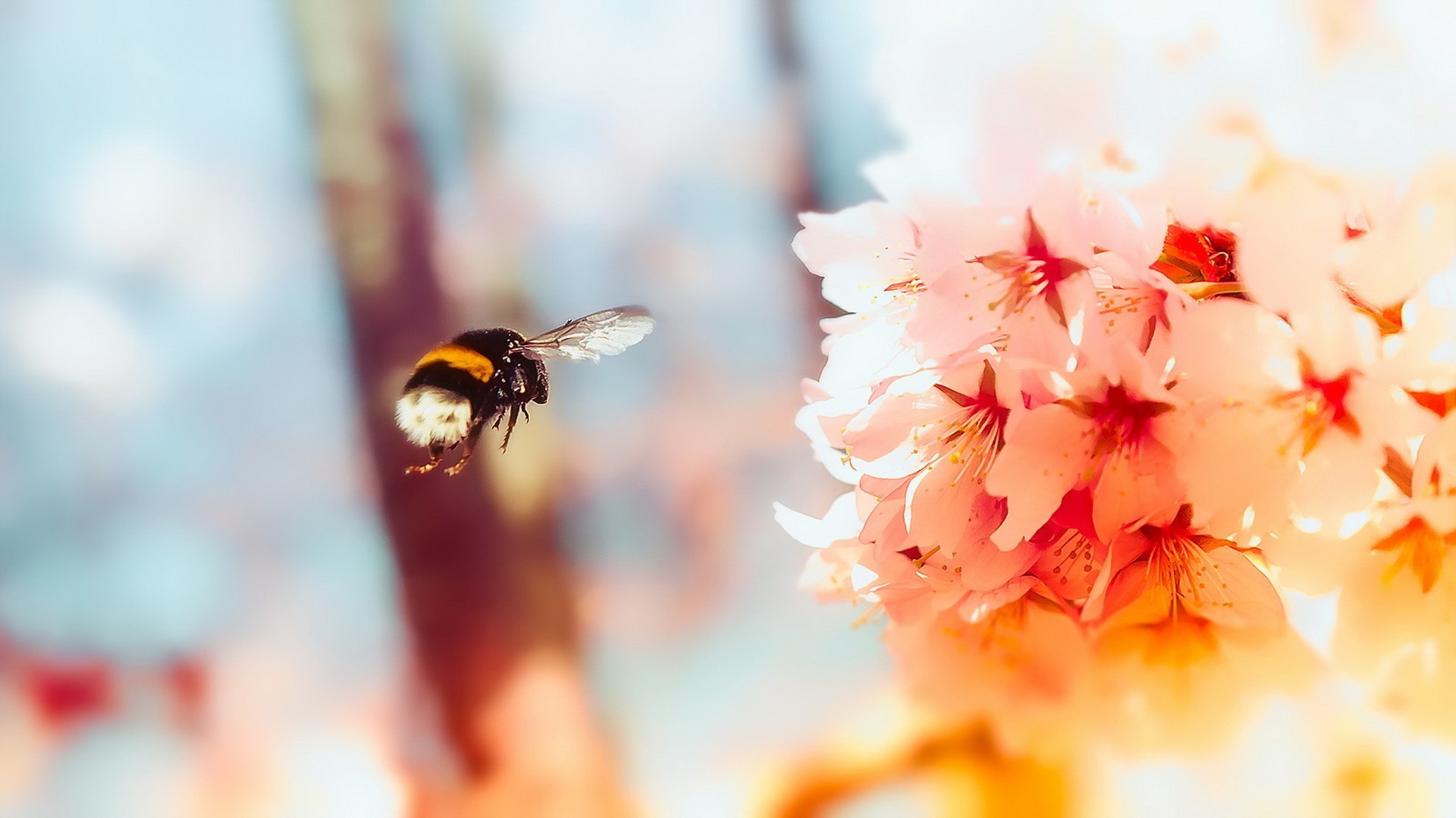 animals insect bees flowers Wallpaper