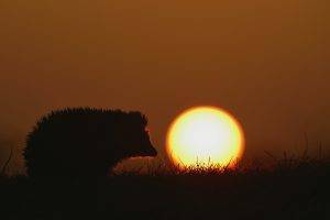 animals hedgehog mammals silhouette sun