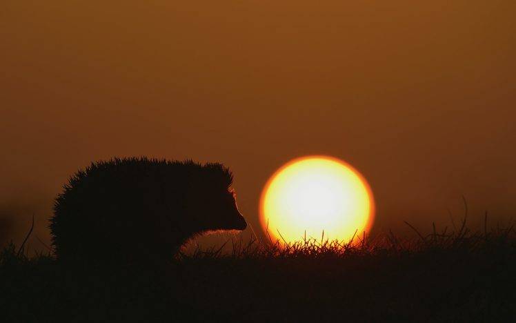 animals hedgehog mammals silhouette sun HD Wallpaper Desktop Background