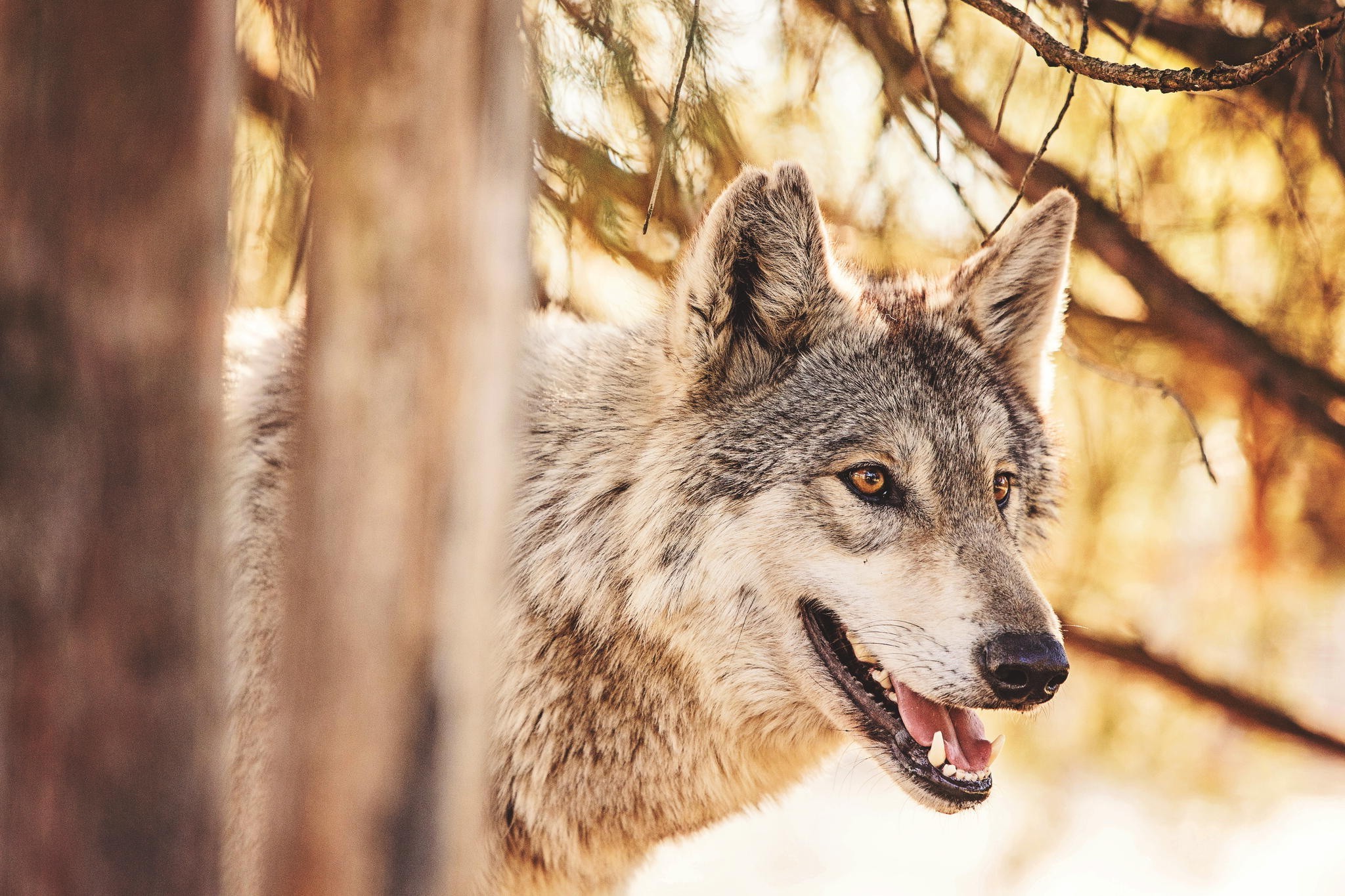 animals mammals wolf Wallpaper