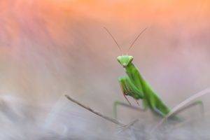 animals insect praying mantis