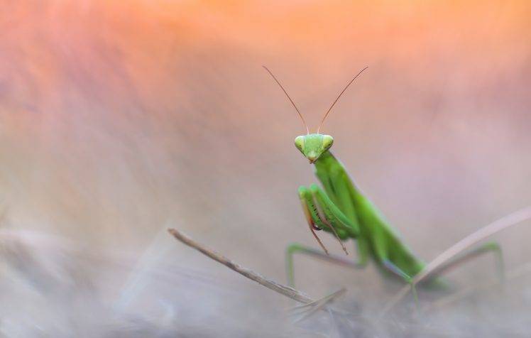 animals insect praying mantis HD Wallpaper Desktop Background