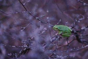 animals frog twigs amphibian