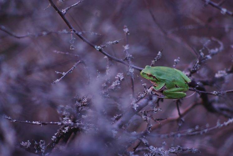 animals frog twigs amphibian HD Wallpaper Desktop Background