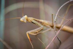 animals insect praying mantis