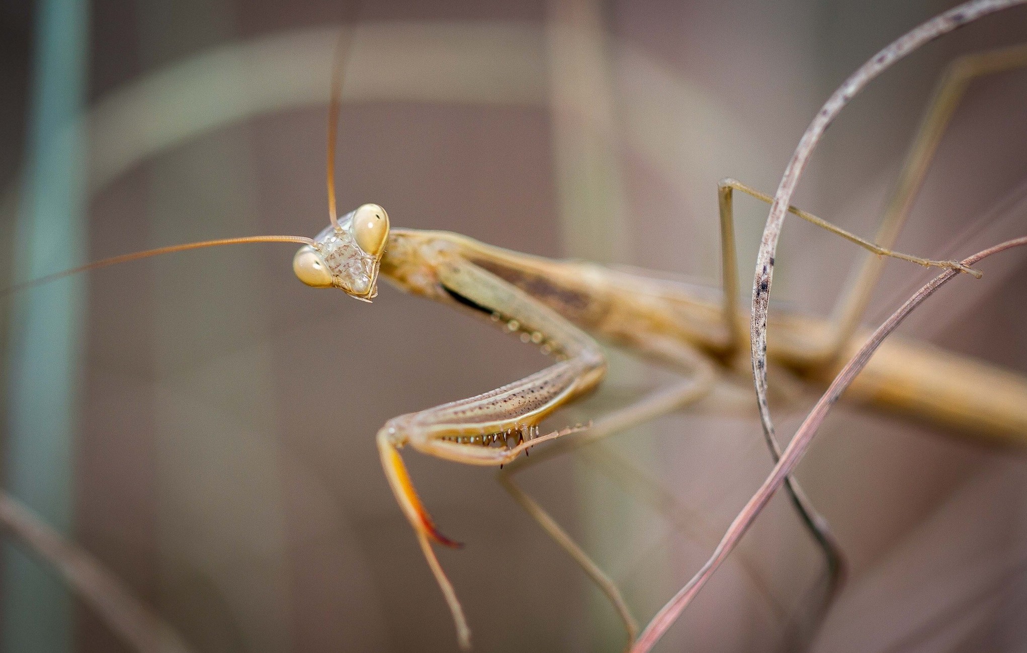 animals insect praying mantis Wallpaper