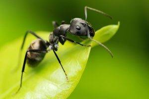 animals ants insect hymenoptera macro
