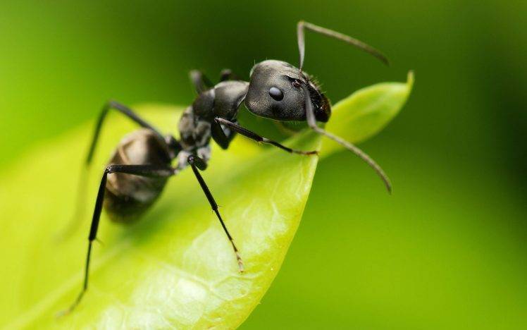 animals ants insect hymenoptera macro HD Wallpaper Desktop Background