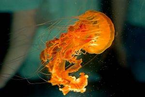 animals jellyfish