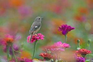 birds animals flowers
