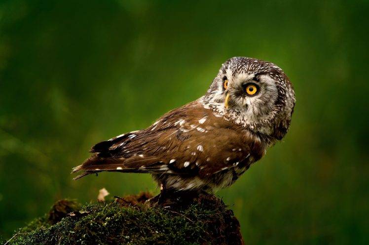 animals birds owl HD Wallpaper Desktop Background