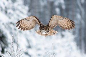 animals birds owl