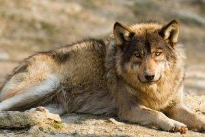 animals mammals wolf