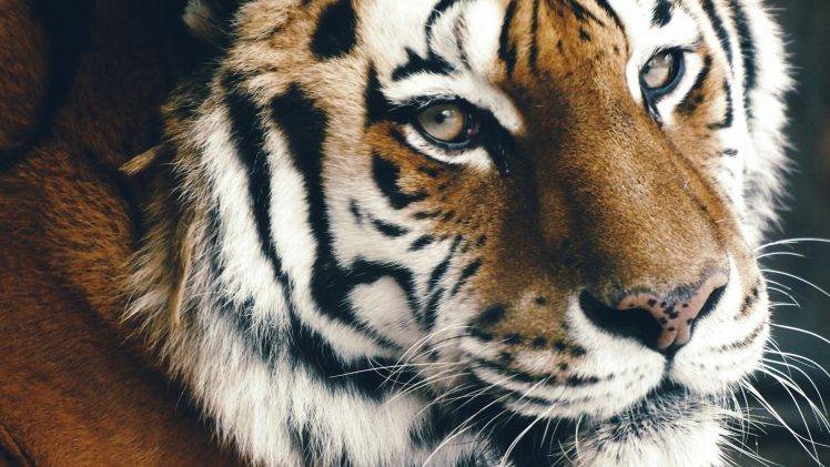 animals mammals tiger HD Wallpaper Desktop Background