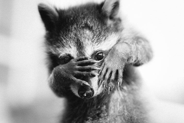 animals raccoons monochrome HD Wallpaper Desktop Background