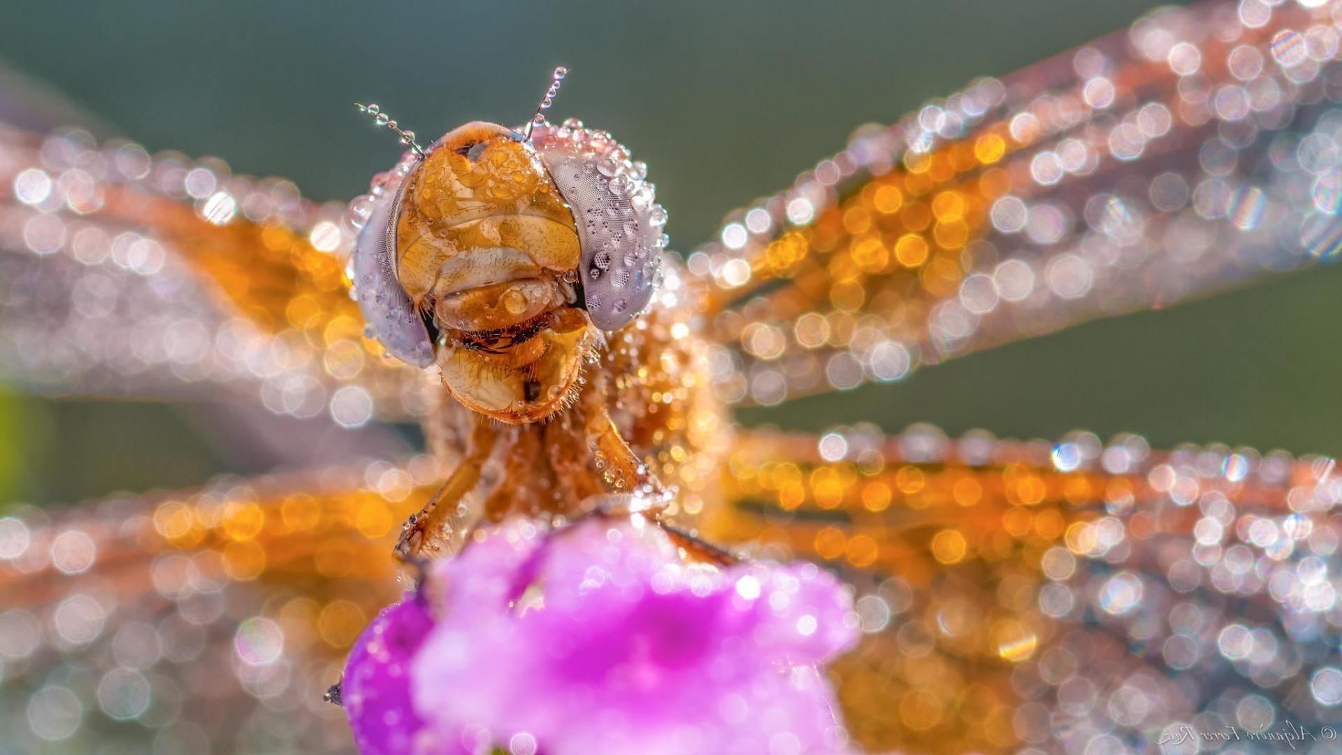 animals macro water drops insect dragonflies Wallpaper