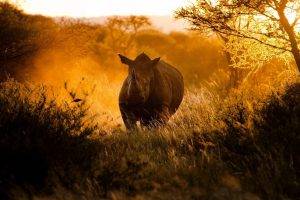 animals mammals rhino sunlight