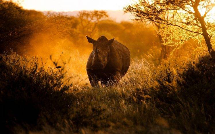 animals mammals rhino sunlight HD Wallpaper Desktop Background