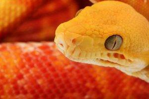 macro animals snake reptiles