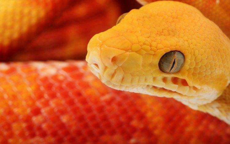 macro animals snake reptiles HD Wallpaper Desktop Background