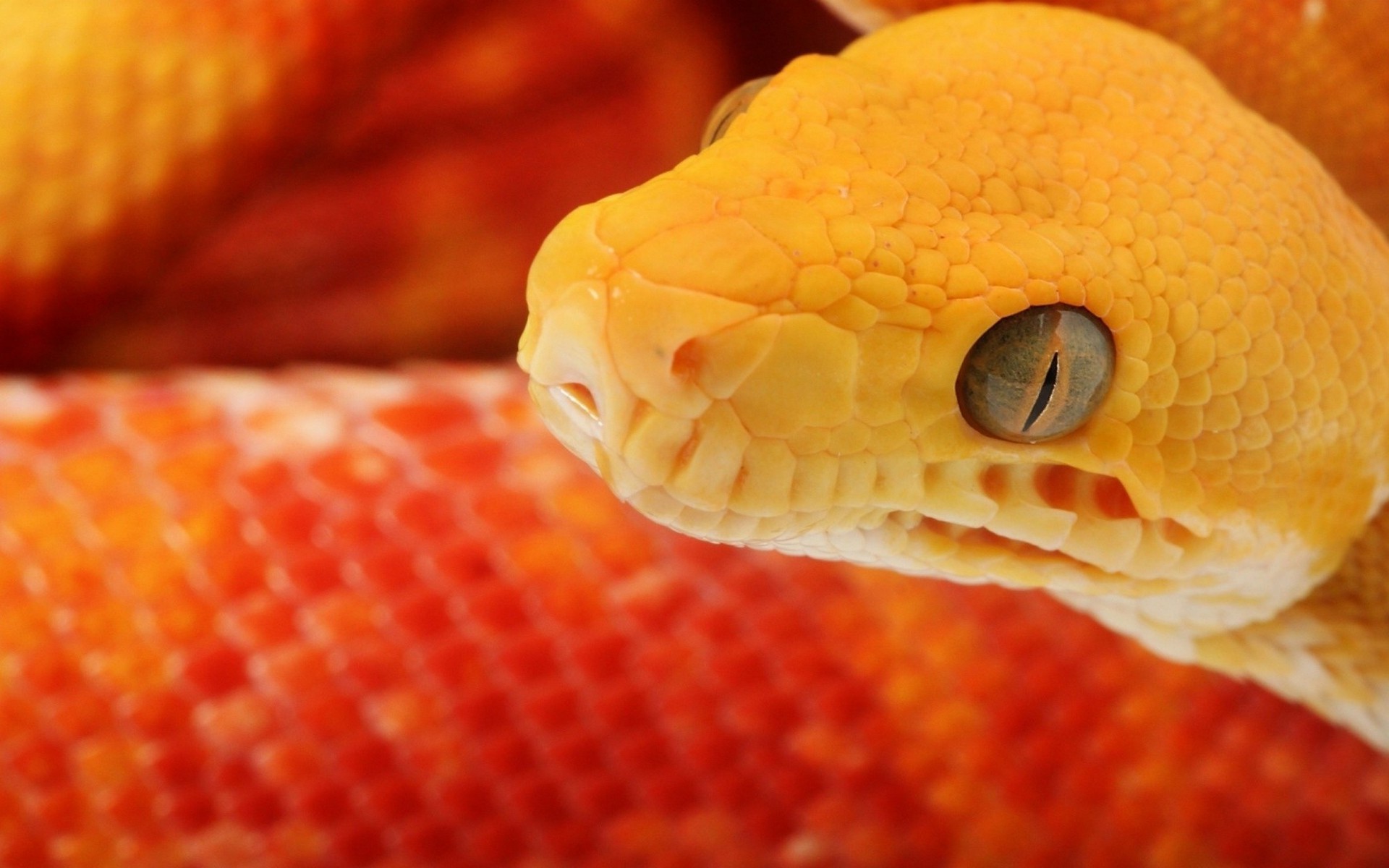 macro animals snake reptiles Wallpaper