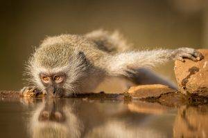 animals monkeys water reflection