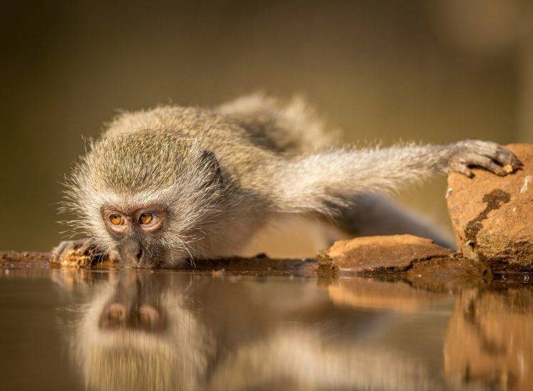 animals monkeys water reflection HD Wallpaper Desktop Background