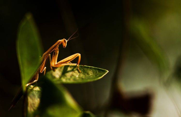 plants macro insect mantis HD Wallpaper Desktop Background
