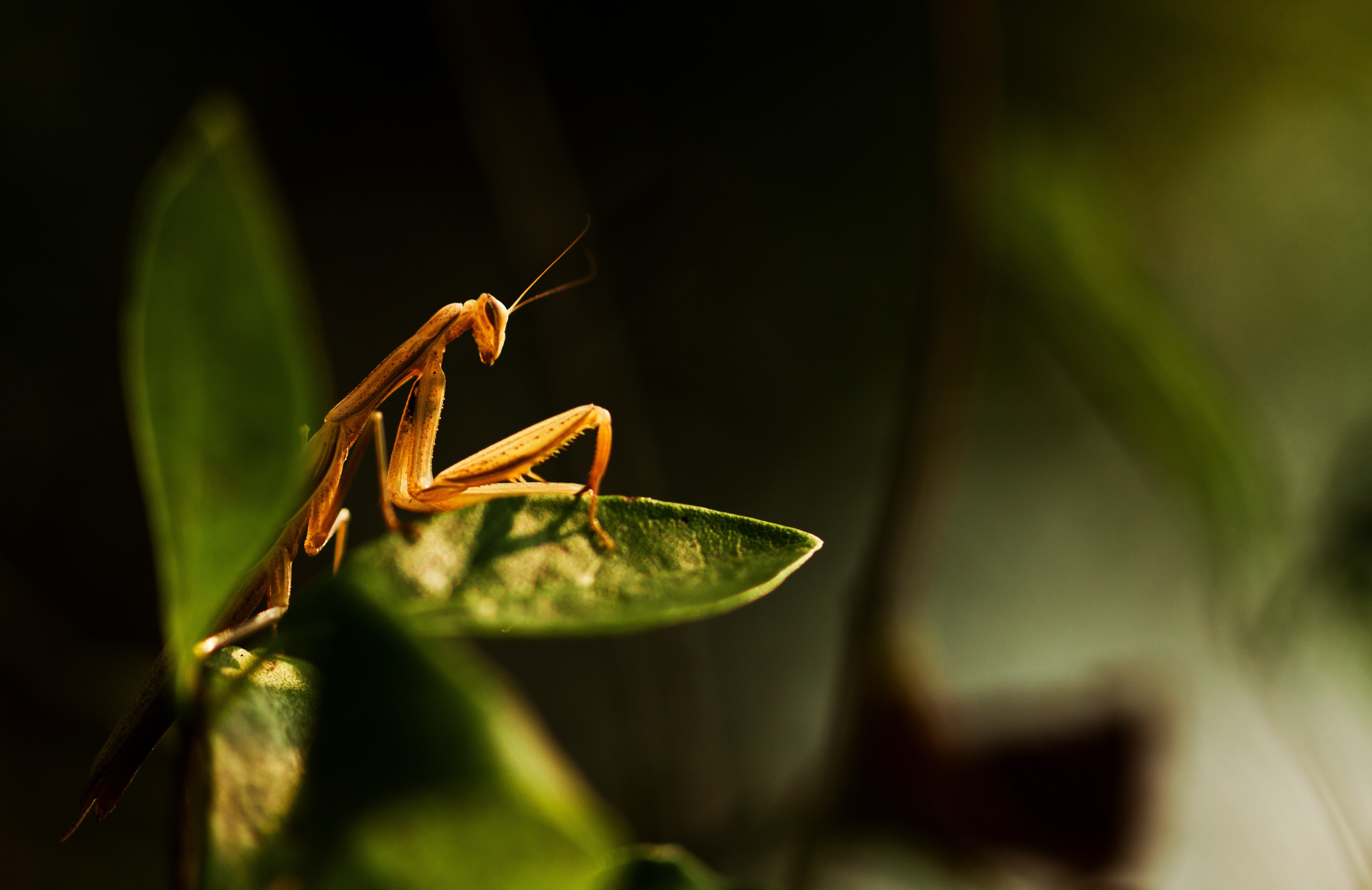 plants macro insect mantis Wallpaper