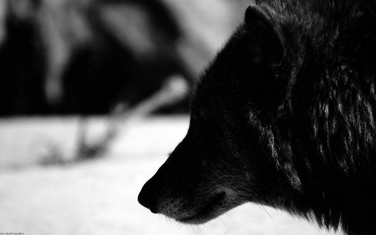 animals wolf black HD Wallpaper Desktop Background