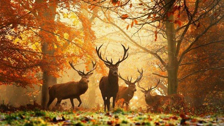 deer nature animals grass trees leaves HD Wallpaper Desktop Background