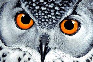 owl animals birds drawing white
