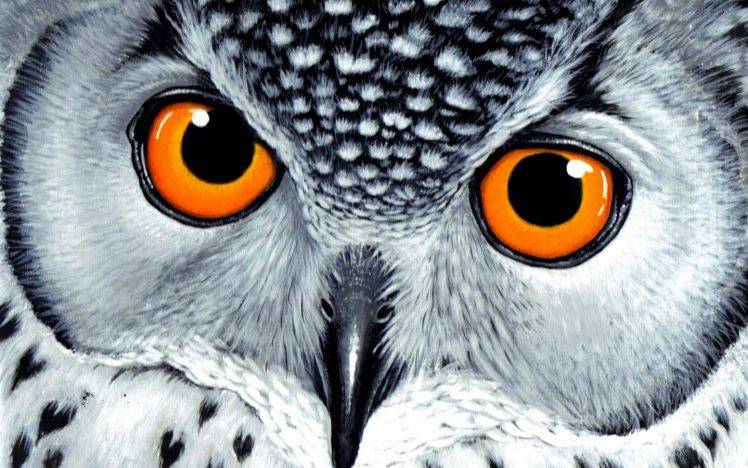 owl animals birds drawing white HD Wallpaper Desktop Background