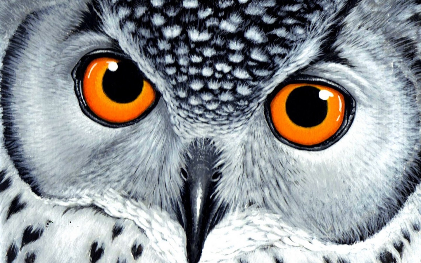 owl animals birds drawing white Wallpapers HD / Desktop and Mobile