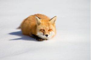 fox animals