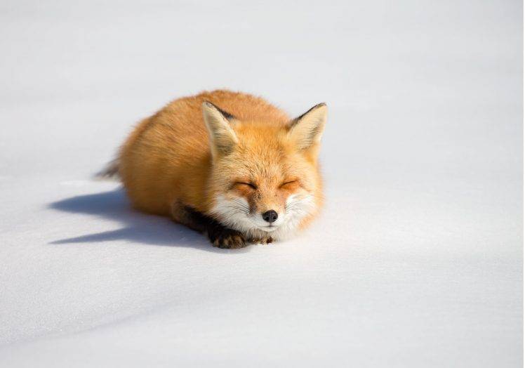 fox animals HD Wallpaper Desktop Background