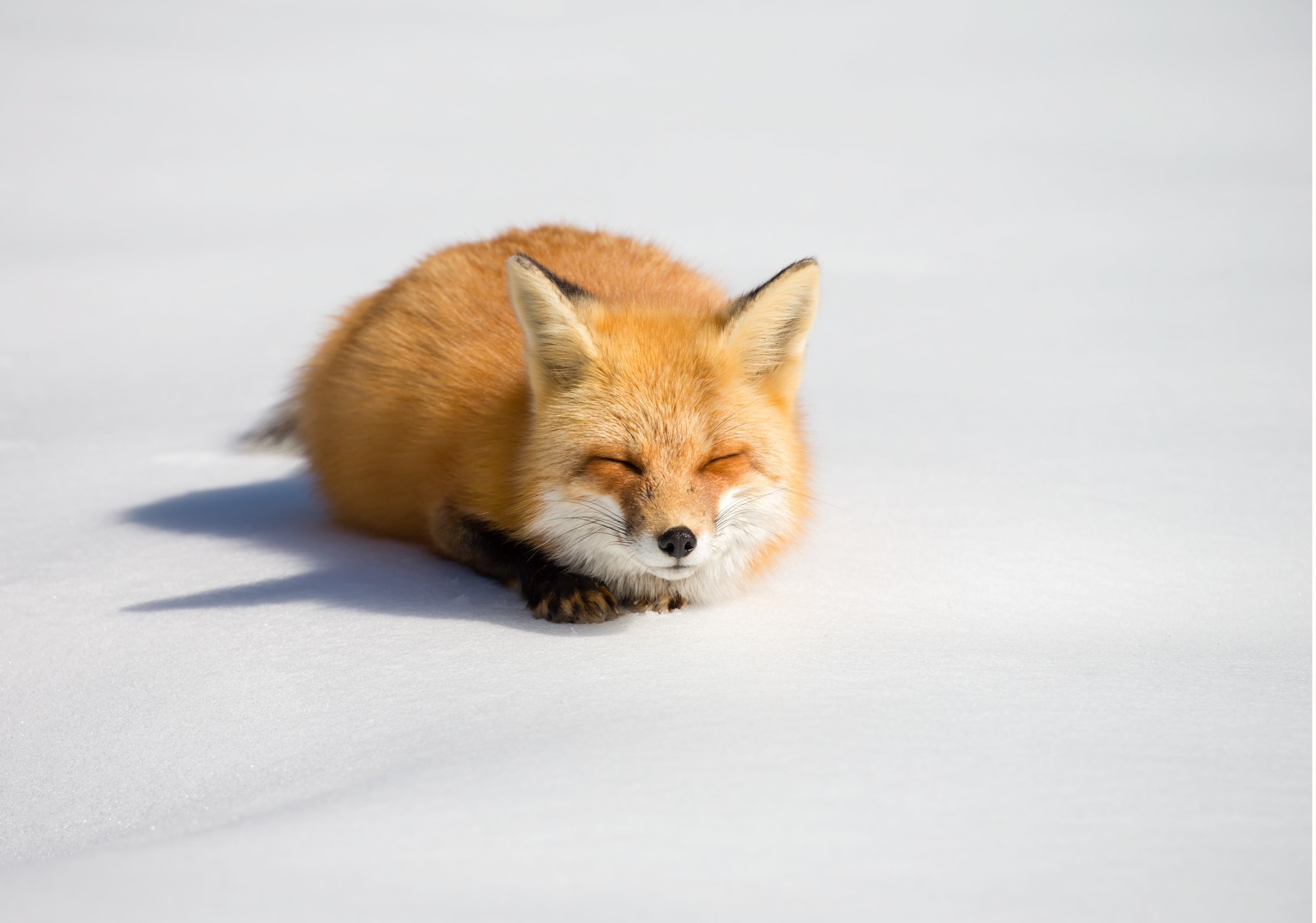 fox animals Wallpaper