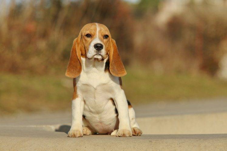 dog animals beagles HD Wallpaper Desktop Background