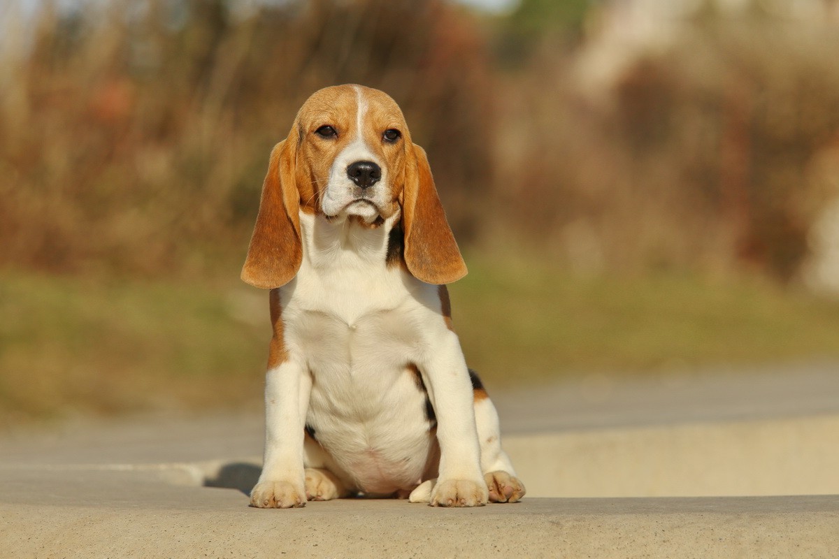 dog animals beagles Wallpaper