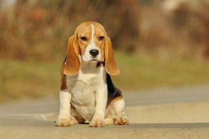 dog animals beagles