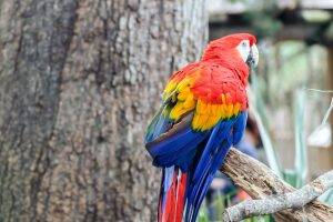 birds macaws